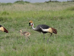 crowned crane