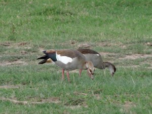egyptian goose