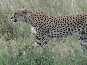 cheetah before dinner