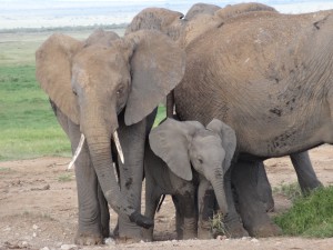 elephants block road