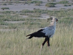secretary bird, the snake eater