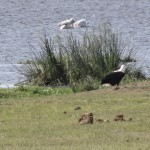 African fish eagle, mature