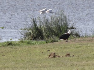 African fish eagle, mature