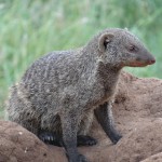 banded mongoose on termite mound