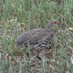 yellow throated spurfowl