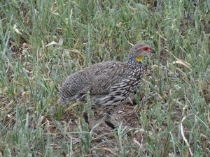 yellow throated spurfowl