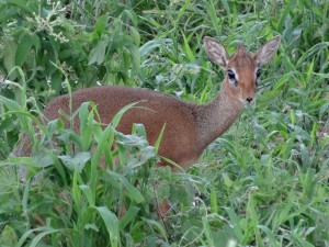 dikdik  18 inch antelope
