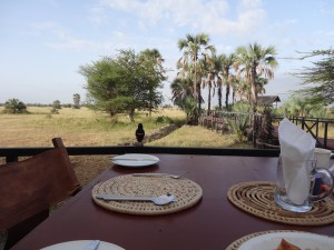 supreme starling at breakfast
