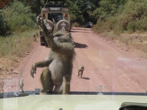baboons steal your lunch