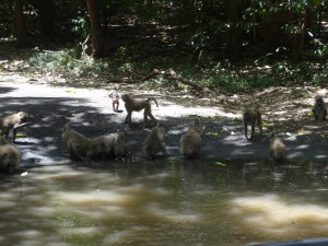 baboons blocking road