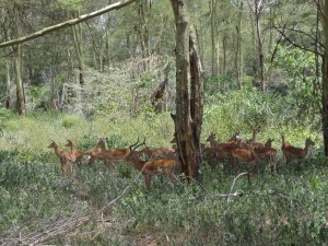 impala buck with harem only lasts one month