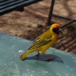 vitelline masked weaver