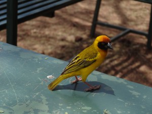 vitelline masked weaver