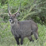 bushbuck