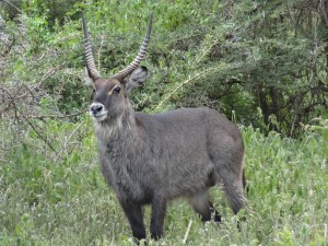 bushbuck