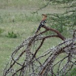 african hoopoe