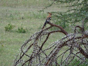 african hoopoe