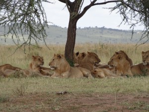 lion pride rousted by elephants