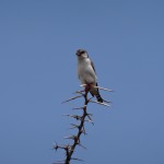 pygmy falcon