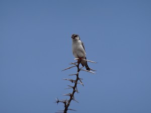 pygmy falcon