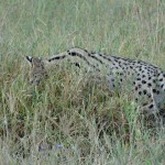 serval cat
