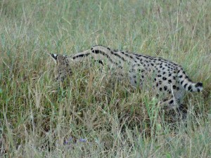 serval cat