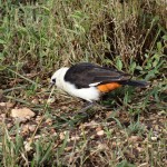 famous buffalo weaver