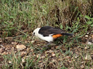 famous buffalo weaver