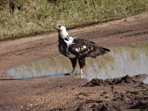 african fish eagle (immature)