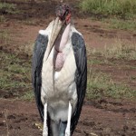 maribou stork