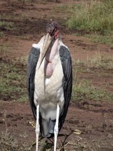 maribou stork