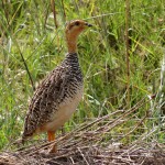 yellow necked sand grouse
