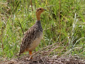 yellow necked sand grouse
