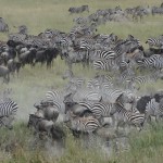 this herd stretched for five miles,