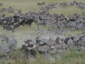 this herd stretched for five miles,