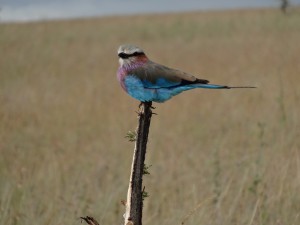 lilac breasted roller