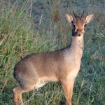 dik dik mates for life