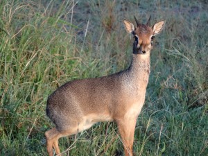 dik dik mates for life