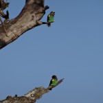 love birds