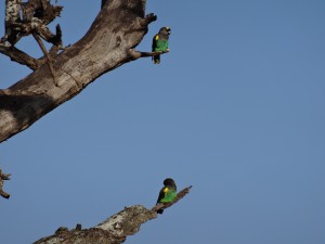 love birds