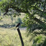 hammerkop,  150 pound nests