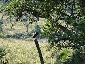 hammerkop,  150 pound nests