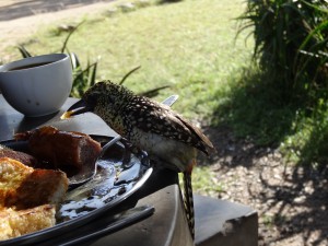 babbit at breakfast