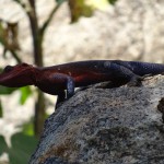 DSC00595