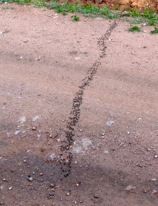 ants marching to war w termites
