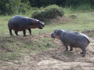 hippo fight