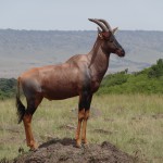 topi