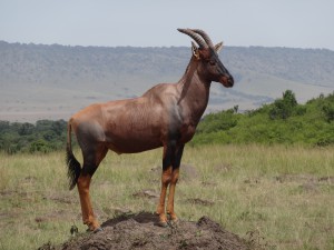 topi