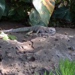 lizard eats lizard