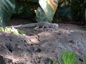 lizard eats lizard
